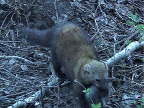 Photos from a National Park Service wildlife camera show a fisher with a kit in her mouth. The fishers were reintroduced to Washington State from Alberta. Photo submitted May 18, 2021.