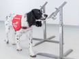 Dogs are being trained to sniff out a variety of maladies from prostate cancer to COVID to malaria, as Freya the springer spaniel has been trained to detect. Courtesy, Medical Detection Dogs