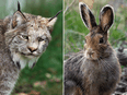 Lynx survive almost entirely on a diet of snowshoe hares.