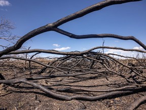Burned caraganas at an old farmstead in the path of last month's grass fire east of Stavely, Ab., on Monday, April 26, 2021.