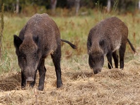 File - Wild boars during feeding time at the Wild Boar Specialties farm. Photo taken near Mayerthorpe, Alberta on September 15, 2011.