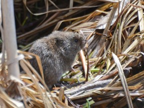 Voles feed on grasses.