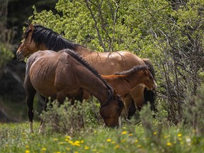 Wild horses graze in the Yara Creek valley west of Sundre in this file photo.