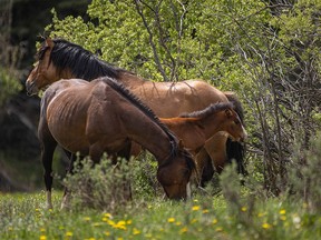 Wild horses graze in the Yara Creek valley west of Sundre, Ab. on Monday, June 14, 2021.