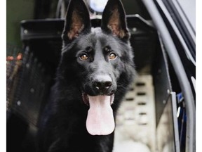 RCMP police service dog named Jago was killed while chasing a suspect near High Prairie on June 18, 2021.