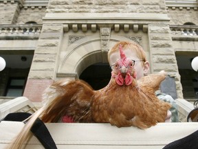 File photo. Simon Walker holds his pet chicken, Benny, in front of city hall in 2010. Walker was with family who were members of Canadian Liberated Urban Chicken Klub (CLUCK) who were protesting the right to raise chickens in the city.