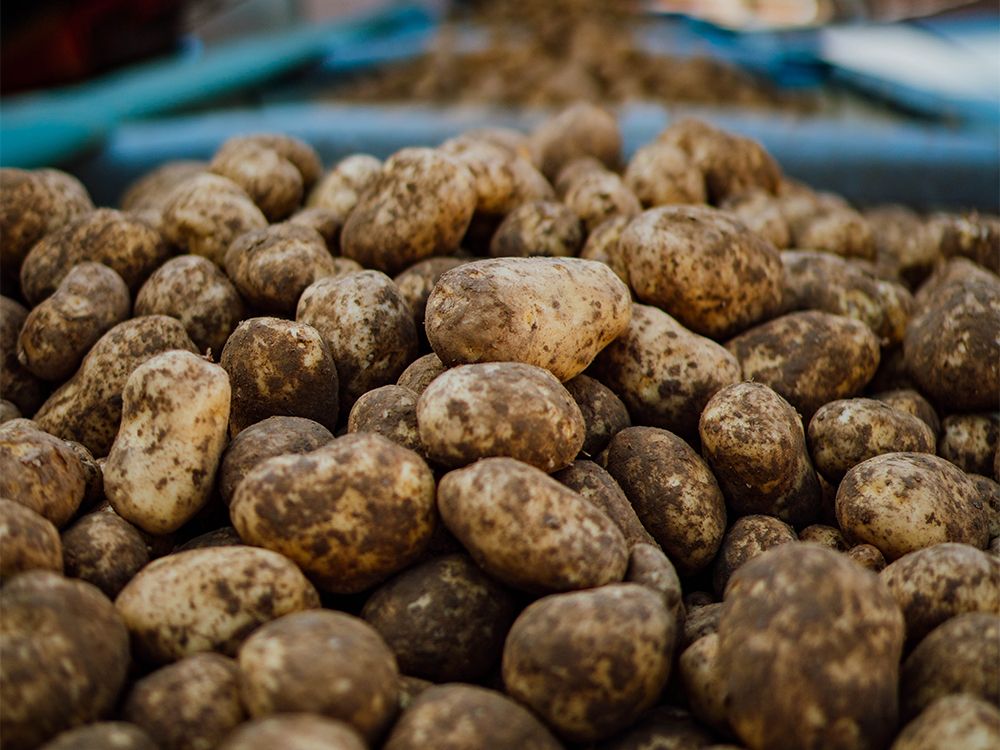 McCain brings back Stranger Things' Barb to talk sustainable potato farming  