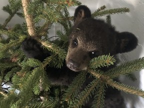A photo of the three-month-old orphaned black bear cub from northern Alberta that was seized by the province from the Cochrane Ecological Institute.