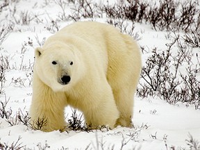 It's possible to head to Churchill, Man., on a polar bear viewing expedition that takes just one day thanks to Classic Canadian Tours.   SUPPLIED