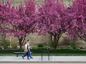 Pedestrians walk past the blossoming trees outside The Cathedral Church of the Redeemer in downtown Calgary Monday, May 17, 2021.

Gavin Young/Postmedia