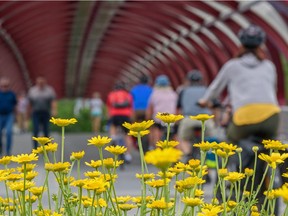 Cyclists and pedestrians traverse the Peace Bridge on a sunny afternoon while bees are busy on the flowers on Thursday, July 8, 2021. Azin Ghaffari/Postmedia