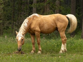 A feral stallion checks a mound left behind by another horse west of Cremona, Ab., on Monday, July 19, 2021.