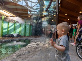 Visitors in the Calgary Zoo watch the newest residents of the Gateway to Asia, a newly re-imagined building formerly known as Panda Passage, on Thursday, July 22, 2021.
