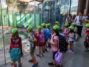 Visitors to the Calgary Zoo watch the new residents of the Gateway to Asia, a newly redesigned building formerly known as the Panda Passage, on Thursday, July 22, 2021.