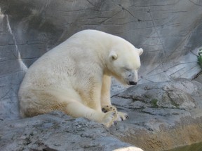 This image depicts a sleepy polar bear at Assiniboine Zoo in Winnipeg, Canada. The Calgary Zoo announced it will be brining polar bears back to its Canadian Wilds section, as part of a larger revitalization plan.