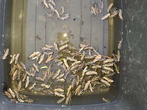 Lethbridge resident Trevor Lewis says he's filled totes full of dead grasshoppers as they swarm his home. 
 SUPPLIED/Trevor Lewis