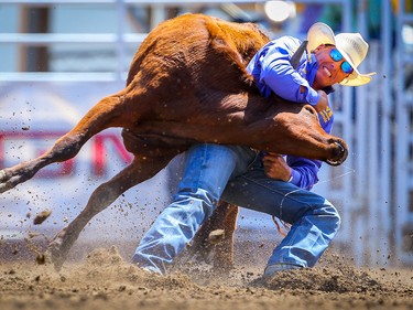 Bulldogger Cody Cassidy of Donalda, AB, planted his steer in a time of 4.2 seconds in the steer - wrestling competition at the Calgary Stampede rodeo on Monday, July 12, 2021. Al Charest / Postmedia