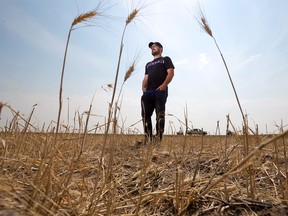 Jason Schneider, Vulcan County councillor, reeve and farmer stands in his neighbour’s wheat field devastated by drought conditions on Thursday, July 29, 2021. This time last year the same field was waist high with a bumper crop. Vulcan County issued a declaration of municipal agricultural disaster last week.