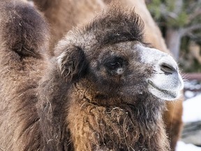 The Calgary Zoo's female camel Eva died on July 2 after complications during birth.