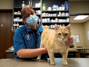 Dr. Liz Ruelle examines a cat at the Wild Rose Cat clinic in Calgary, Alberta, Canada, July 14, 2021. Dr. Ruelle uses a new app called Tably that reads cat's faces and helps her monitor a cat's health.