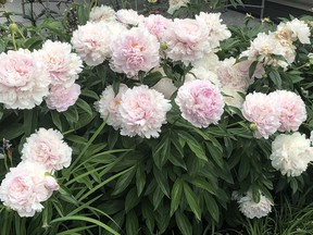 Peonies bloomed early and faded fast int his summer of unusual weather. Bill Brooks photo



Peonies can be the star of the show in perennial beds or borders. Although they bloomed early, and faded just as early this season, peonies are a must-have for their magnificent bloom and fragrance. Bill Brooks photo