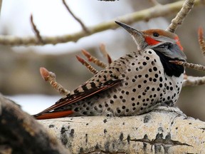 Northern flickers are familiar birds in Calgary.