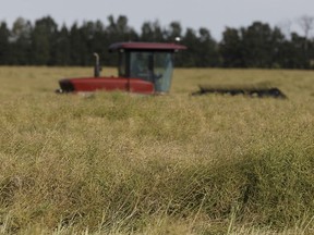 FIle - A farmer brings in his crop of canola in a field south of Wetaskiwin, Alberta on Monday, August 29, 2016.