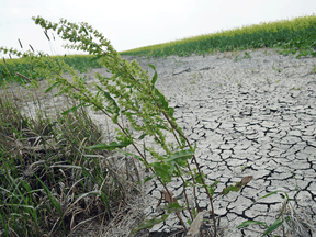 Extremely dry and cracked soil in a canola field on July 12 near Ile des Chenes, south of Winnipeg.