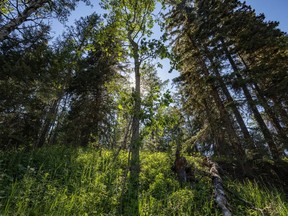 The forest canopy provides shade and a bit of relief from the heat along the Sheep River near Turner Valley, Ab., on Tuesday, June 29, 2021.