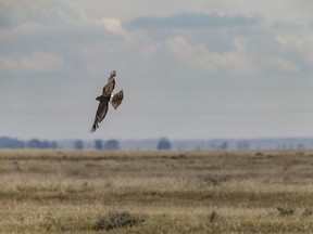 A harrier hunts on the prairie south of Bow City, Ab., on Tuesday, July 6, 2021.