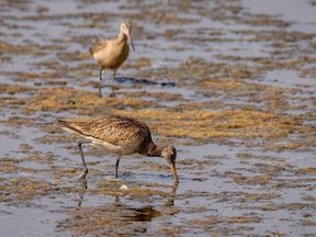 A marbled godwit and a willet forage in the shallow water of a drying slough near Clear Lake east of Stavely, Ab., on Monday, July 26, 2021.