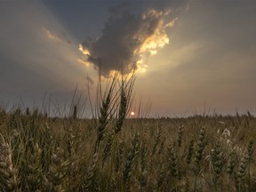 Wheat at sunset west of Wimborne, Ab., on Tuesday, Aug. 3, 2021.