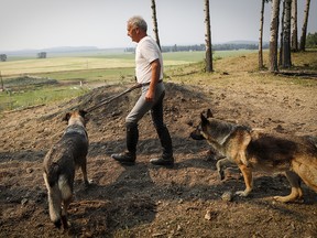 Horse trainer Ian Tipton walks with his dogs past the burial mound where horses Jacinto and Cipato are buried at his facility near Sundre on Thursday, Aug. 5, 2021. The horses were struck by lightning last month.