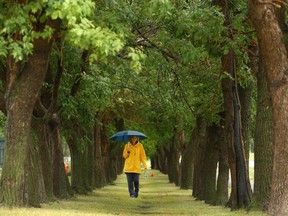 A pedestrian walks through a grouping of trees on the University of Calgary campus near the grass practice fields on the west side of the campus in Calgary on Tuesday, August 17, 2021.  Jim Wells/Postmedia