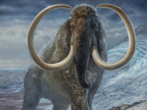 An illustration of an adult male woolly mammoth navigating a mountain pass in Arctic Alaska, 17,100 years ago. The image is produced from an original, life-size painting by paleo artist James Havens, which is housed at the University of Alaska Museum of the North in Fairbanks, Alaska, U.S. in an undated photograph.