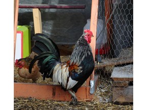 City bylaws describe the rules for keeping chickens, including if they need to be licensed.
