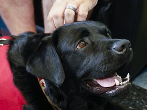 Dogs are being trained to detect the presence of COVID-19 in patients.