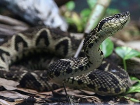 A jararacussu snake, whose venom is used in a study against the coronavirus disease (COVID-19), is seen at Butantan Institute in Sao Paulo, Brazil August 27, 2021. Picture taken August 27, 2021.