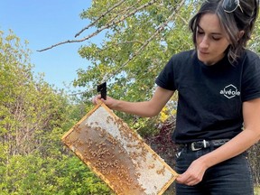 Beekeeper Sean Higgins is working with the City of Calgary to maintain two beehives with about 52,500 bees at the McCall Lake golf course.