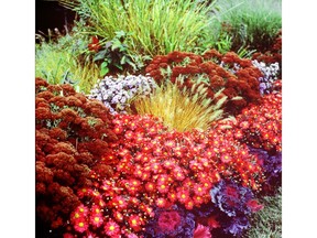 The autumn red mum stands out against a background of sedum, mixed asters and fountain grass.