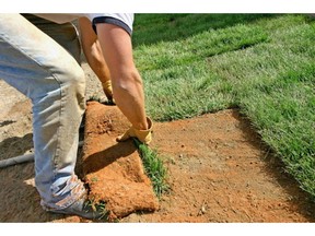 Root growth is stimulated with lawn cutting after sod is laid down.