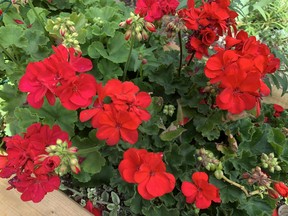 Be sure to lift or take annual geranium cuttings before they freeze this fall. Courtesy Deborah Maier