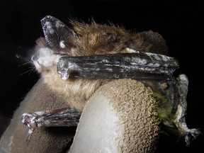 A little brown bat, already dead from white-nose syndrome, recovered from a cave in New Brunswick.