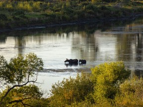 A momma moose and her baby breakfast in the Bow River near Carseland, Ab., on Monday, September 6, 2021.