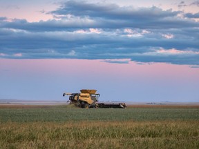 A combine chews through canola as the sun sets near Brant, Ab., on Monday, September 20, 2021.