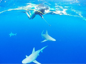 One Ocean Diving and Research takes tourists to snorkel and free dive with sharks off the North Shore of the Hawaiian island of Oahu. Courtesy, One Ocean Diving