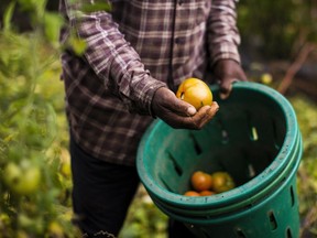 A farm worker picks tomatoes in Massachusetts.