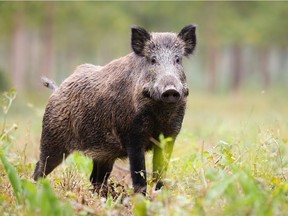 Wild pigs, which tear up landscapes and eat everything from roots to bird eggs to deer, are regularly present in Elk Island National Park east of Edmonton, says Parks Canada.