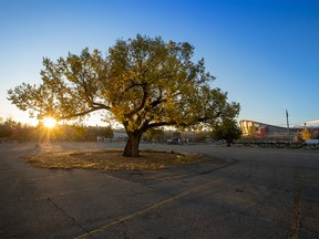 The sun rises on the Stampede Elm on Thursday, October 7, 2021. The tree is estimated to be 125 years old but will soon have to come down to make way for the new Calgary Flames arena and event centre.