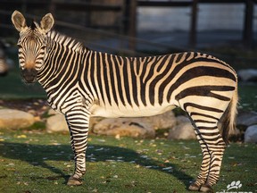 Chela, a senior Hartmann's mountain zebra, was euthanized last week because she was increasingly not responding to pain therapy, corrective hoof trimming and other medical management meant to ease her arthritis and chronic laminitis, the Calgary Zoo said on Twitter.